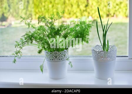 Fresh dill and green onions are growing in white flower pots on windowsill indoor. Window mini garden concept. Stock Photo