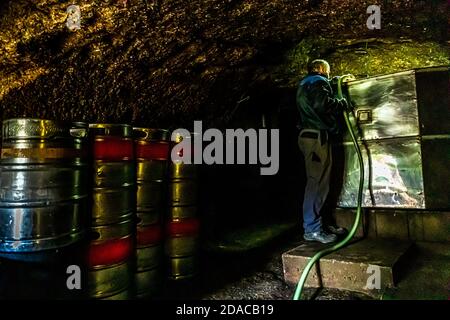 Gold- and silver-coloured Zoigl kegs stand closely packed in the rock-cut cellar near Falkenberg, Upper Palatinate, Germany, while a house brewer works with the green hose in the background. Zoigl, a hazy, amber-coloured beer with 4.9 percent alcohol, is recognised as intangible cultural heritage of Bavaria. Stock Photo