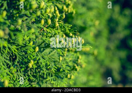 Close up of Thuja tree fence. Small fresh green cones in the foreground. Stock Photo