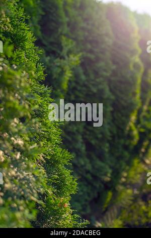 Abstract background with thuja tree hedge. Selective focus. Stock Photo