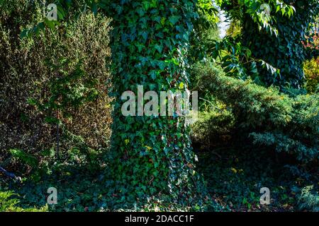 green leaves on a tree trunk. ivy with green leaves wrapped around a tree trunk Stock Photo