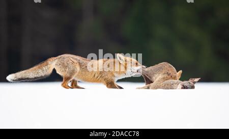 Red fox taken during winter in Czech Republic Stock Photo