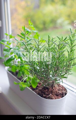 Fresh basil, mint and rosemary are growing in a large white flower pot on windowsill indoors. Window mini garden concept. Stock Photo