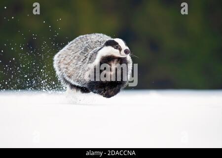 The European badger (Meles meles), also known as the Eurasian badger, is a badger species in the family Mustelidae native to almost all of Europe Stock Photo