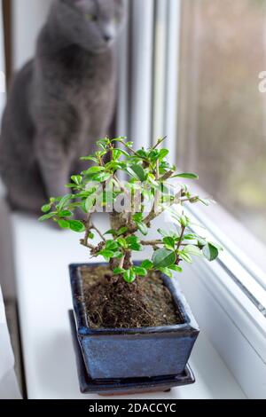 Little bonsai tree Carmona Microphylla growing in a rectangle flower pot (focused) and russian blue cat behind it (defocused) on window sill. Stock Photo