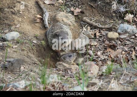 Woodchuck siblings outside their burrow in springtime Stock Photo