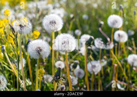 Seed heads of dandelion (Taraxacum) flower growing in a meadow at sunny spring day Stock Photo