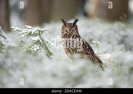 European eagle owl taken in Czech republic Stock Photo