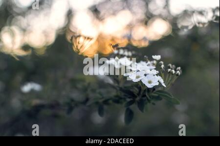 Branch with small white flowers on bokeh sunset evening background Stock Photo