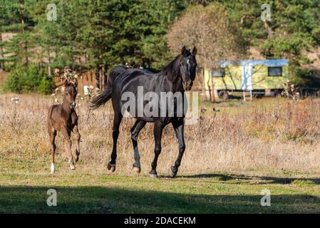 Dark horse with child galloping together free on a ranch in Bulgarian rural grassland in the autumn sun Stock Photo