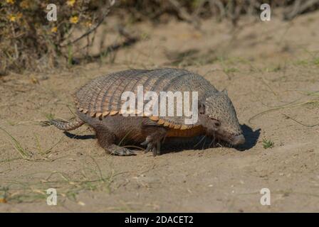 Armadillo in desert environment, Peninsula Valdes, Unesco World Heritage Site,Patagonia, Argentina. Stock Photo