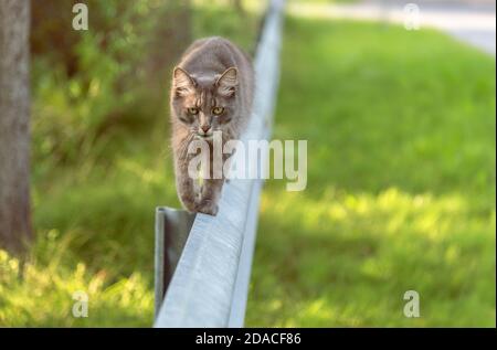 Beautiful gray cat is walking on a traffic barrier at sunny summer day Stock Photo