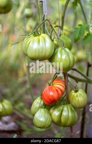 "Bull's Heart" tomatoes growing in the greenhouse/ Close-up shot of many green (immature) and one red (ripe) vegetables. Stock Photo