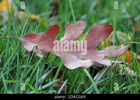 An oak leaf has fallen from an oak tree onto the grass after changing colors in autumn Stock Photo