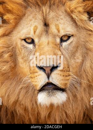 Cape lion was a Panthera leo melanochaita population in South Africa's Natal and Cape Provinces that was extirpated in the mid-19th century Stock Photo