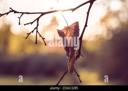 Single dry brown linden leaf on a tree branch at sunny autumn day Stock Photo