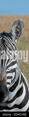 Africa, Kenya, Laikipia Plateau, Northern Frontier District, Ol Pejeta Conservancy. Wild Burchell's Zebra (Equus quagga burchellii) Stock Photo