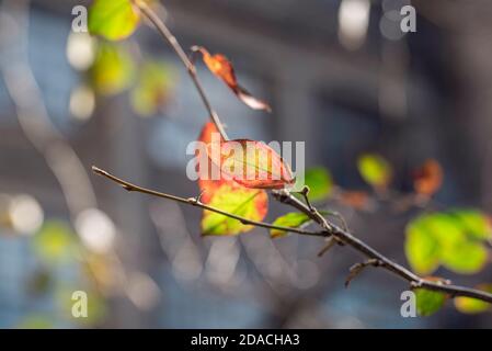 Branch with beautiful colorful autumn leaves on the bush in the city at sunny October day Stock Photo