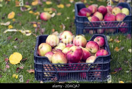Gathered ripe apples in a plastic boxes on the grass among fallen apple tree leaves in the fruit garden. Autumn harvest concept. Stock Photo