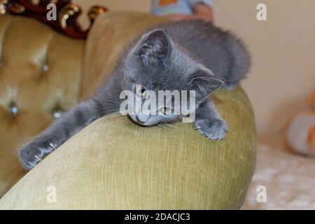A cute kitten of a gray-blue color with a silvery sheen with yellow eyes lies on a golden-yellow plush sofa in the room. Portrait of a kitty. Stock Photo