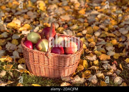 Gathered ripe apples in a wicker basket on the grass among fallen apple tree leaves in the fruit garden. Autumn harvest concept. Stock Photo