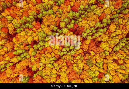 Colourful autumn forest form above, captured with a drone. Natural seasonal landscape background. Stock Photo