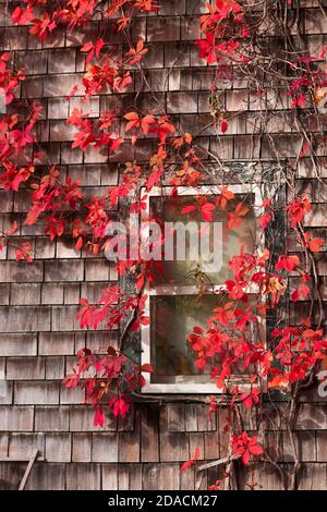 Striking Virginia Creeper red leaf vines around a window on a wood shingle house in Orange County, New York, United States. Stock Photo