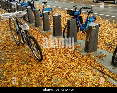 Colorful fall foliage in the Chelsea neighborhood of New York covers the street Wednesday, November 11, 2020  (© Richard B. Levine) Stock Photo