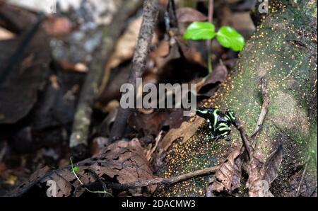 Dendrobates auratus Wild poisonous Green and Black Poison Dart arrow Frog in the carara National Park Costa Rica sitting on tree root Stock Photo