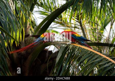 Macaw Pair, Scarlet macaw, Ara macao love, monogamous animals, two Bird Wild Red Yellow Blue colored colorful two adorable beautiful Parrots in Costa Stock Photo