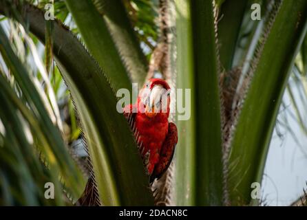 Scarlet macaw eating fruit, Ara macao, Wild colorful Parrot, Bird Animal in Costa Rica, with fruit in the beak on a palm tree and straight look Stock Photo