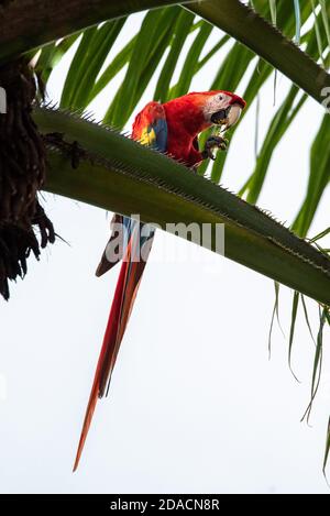 Colorful Parrot, beautiful Scarlet macaw, Ara macao, Wild Red Yellow Blue colored Bird, adorable macaw in Costa Rica, posing on palm tree, perfect pic Stock Photo