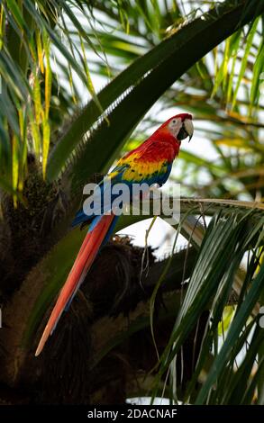 Scarlet macaw, Ara macao, Wild Red Yellow Blue colored colorful beautiful adorable Parrot, Bird in Costa Rica, sitting on palm tree, looking Stock Photo