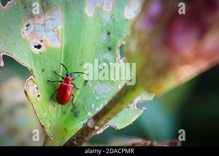 Macro view of a lilly beetle on a leaf Stock Photo