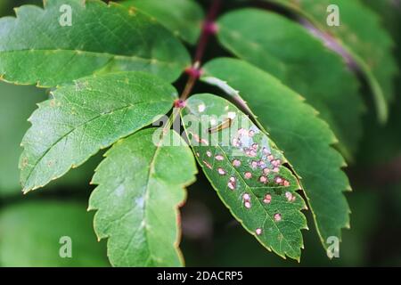 Closeup of a pear slug on a mountain ash branch Stock Photo