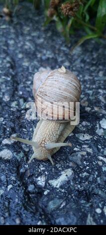 Snail on asphalt close-up, vineyard snail (Helix pomatia) Stock Photo