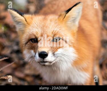 Red Fox head close-up with a blur background in its environment and habitat, displaying  fox fur. Fox head shot. Stock Photo