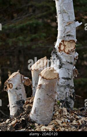 Beaver Cut down birch tree stock photo. Beaver Teeth Marks. Beaver work. Beaver activity stock photo. Tree felled by beaver. Tree cut down by beavers. Stock Photo