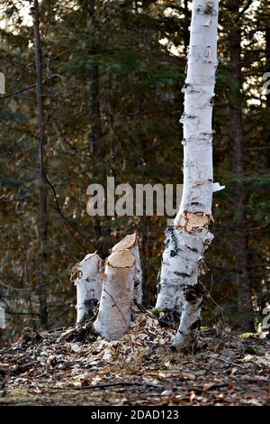 Beaver Cut down birch tree stock photo. Beaver Teeth Marks. Beaver work. Beaver activity stock photo. Tree felled by beaver. Tree cut down by beavers. Stock Photo