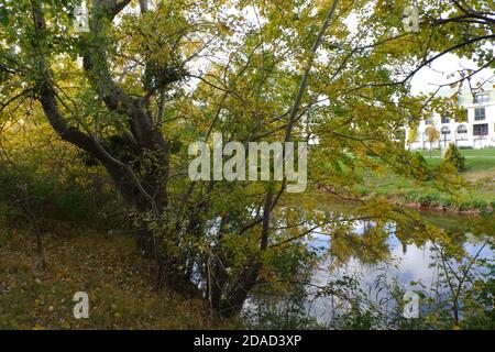 Yellow trees and leaves at autumn Stock Photo