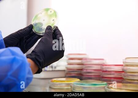 Gloved Hand of a Technician or scientist working with petri dish in microbiology laboratory. Bacterial Culture Media. Microbiologist. Bacteria. Stock Photo