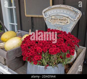 A bouquet of red autumn chrysanthemum on an old style scale in a tiny market in Elora. Stock Photo