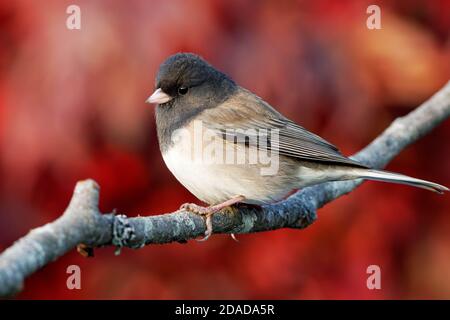 Male dark-eyed Junco (Junco hyemalis) with injured eye perched on branch, autumn colors in background, Snohomish, Washington, USA Stock Photo