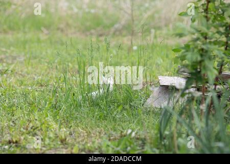 Little white kitten hiding in green spring grass. Stock Photo