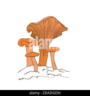 Chanterelle mushroom hand-drawn vector illustration. Sketch of a food drawing isolated on a white background. Organic vegetarian product. Great for Stock Vector