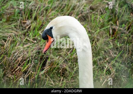 White Mute Swan with water drops on its beak Stock Photo