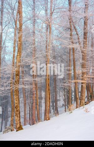 tall beech trees in hoarfrost at sunrise. beautiful winter nature scenery on a bright misty morning. snow on the ground Stock Photo