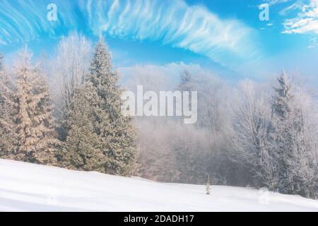 tall spruce trees in hoarfrost in the morning. beautiful winter nature scenery on a bright misty day. snow on the ground Stock Photo