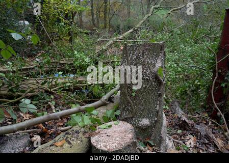 Tree stumps of ash trees just felled in Shropshire, UK Stock Photo