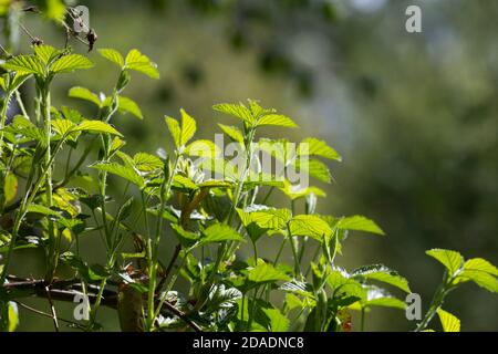 Brombeere, Brombeeren, Echte Brombeere, Rubus fruticosus agg., Rubus sectio Rubus, Rubus fruticosus, blackberry, bramble, ronce, Blatt, Blätter, leaf, Stock Photo